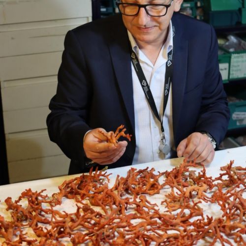 Toro Del Greco Coral workshop.jpg